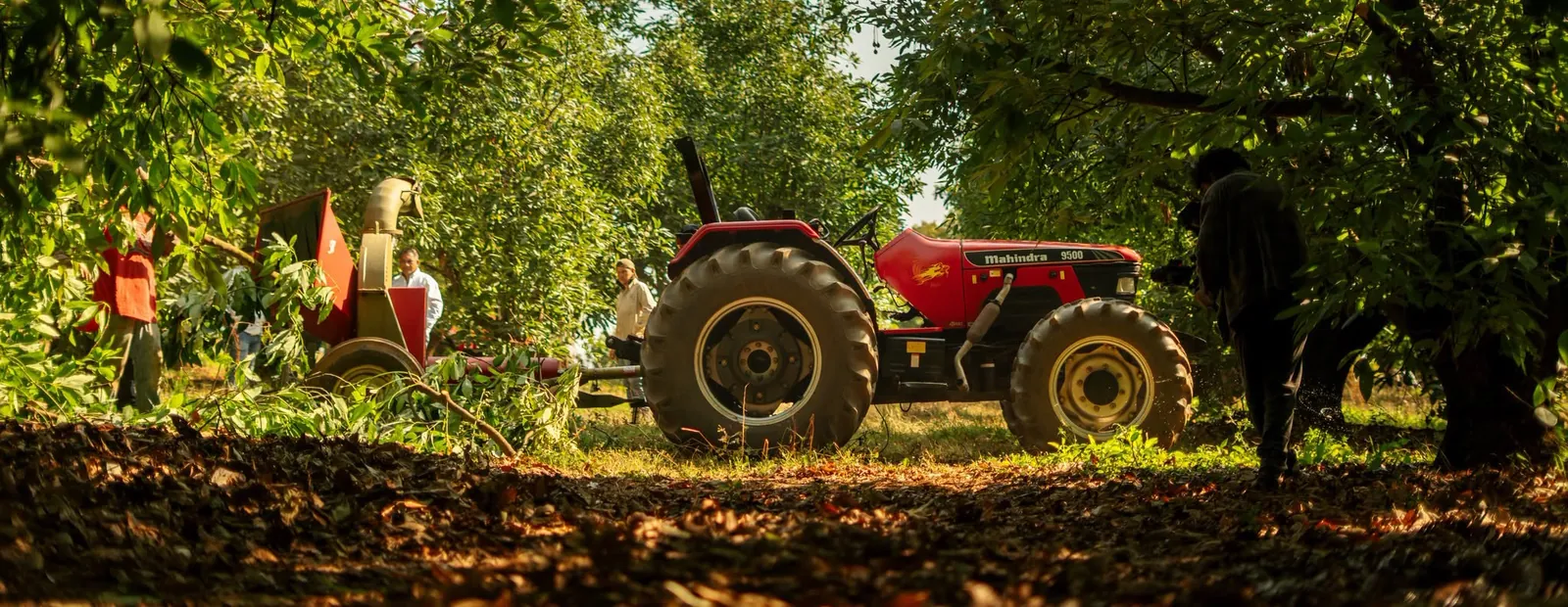 Tractor Mahindra en frutales
