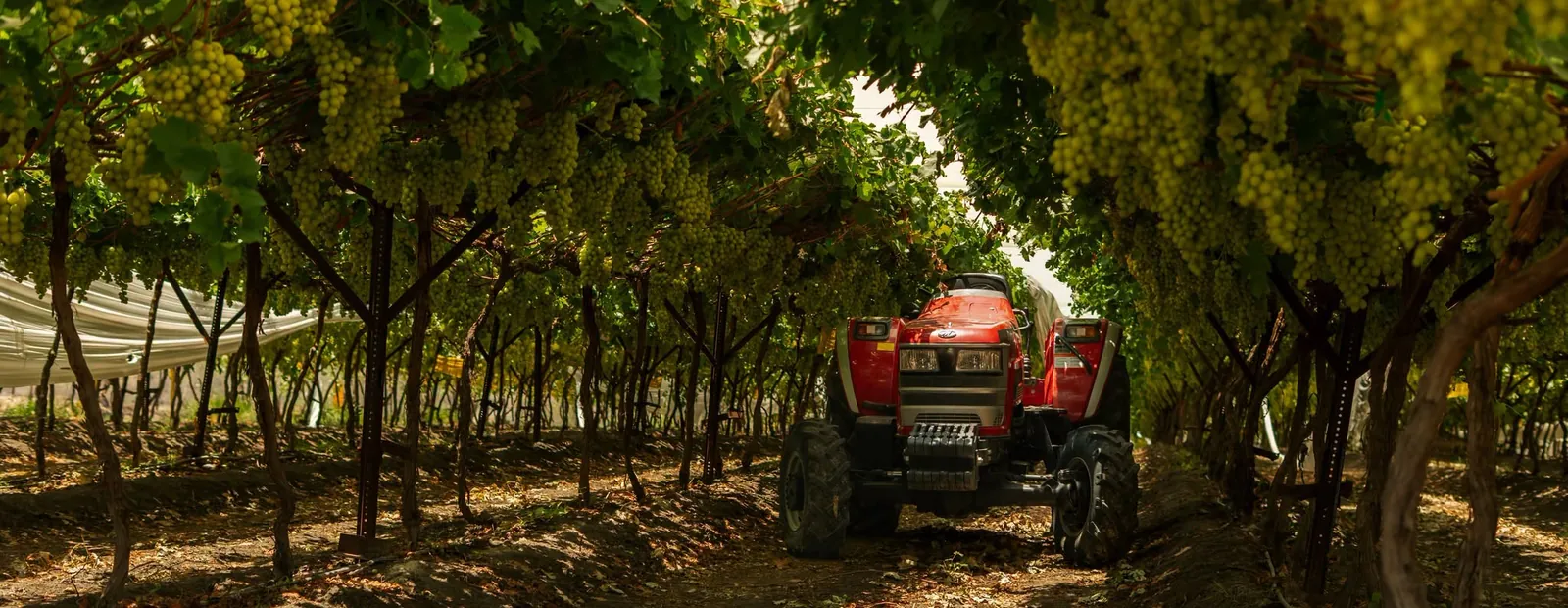 Tractor Mahindra en viñedos